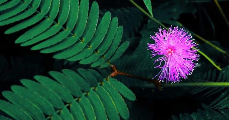 Mimosa seeds pudica help remove parasites from the body