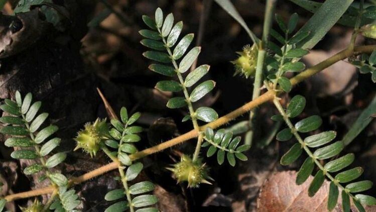 Tribulus helps remove parasites from the body effectively