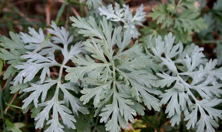 Wormwood to remove parasites from the body