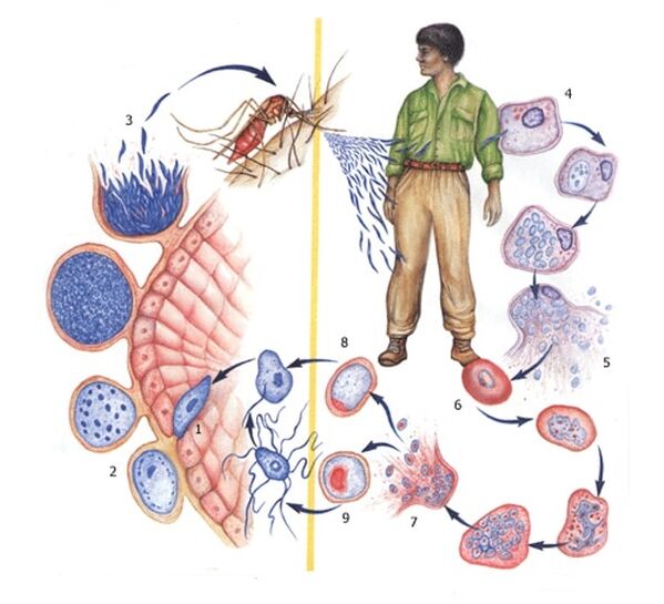 Pathways of reproduction of the simplest parasites