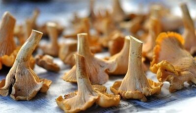 Channelle mushrooms to remove parasites from the body