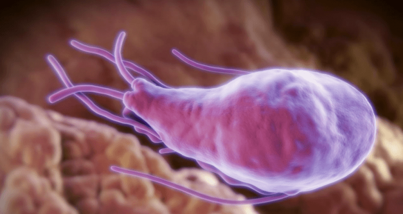Alveococcus and Echinococcus