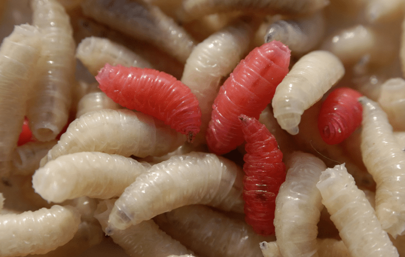 Types of parasites