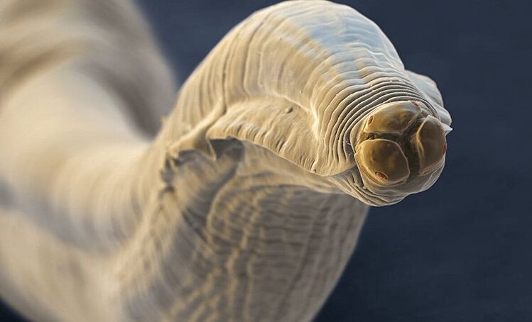 Worm parasite from the human body