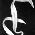 Band parasites in the human body