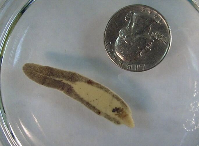 Fluke size compared to a coin